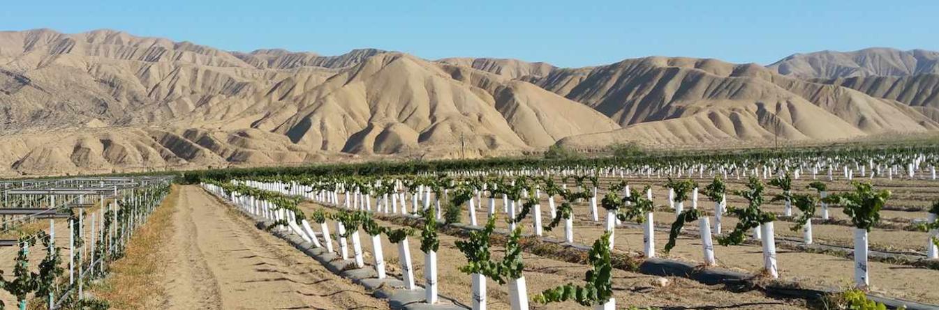 La production de plants de vigne en Afrique du Sud, Nouvelle-Zélande et Californie
