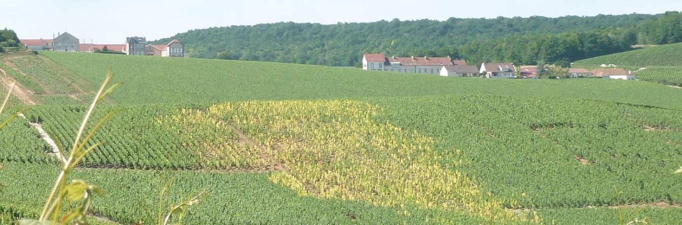 Comment reconnaître les viroses?