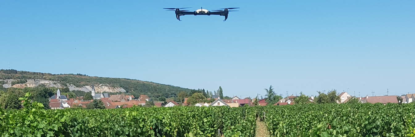 La lutte contre la flavescence dorée en Bourgogne innove