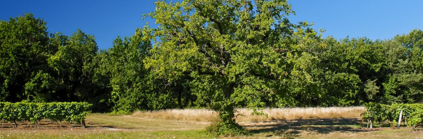 Fertilité des sols et dépérissements de la vigne : un premier bilan