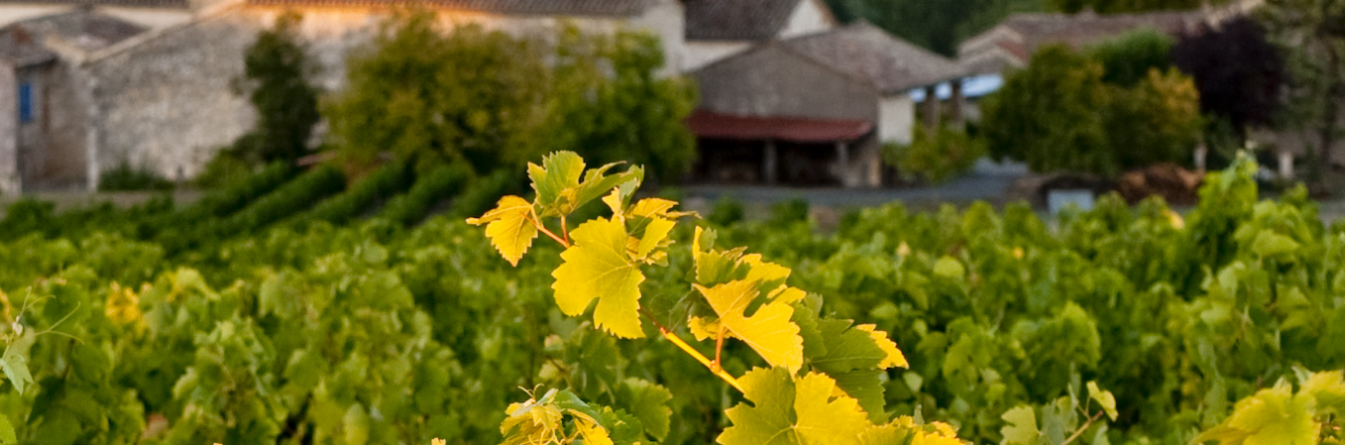 Le vignoble du Sud-Ouest mobilisé dans la lutte contre les dépérissements