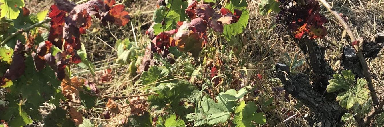 Avancées dans la lutte contre la flavescence dorée dans le vignoble du Sud-Ouest