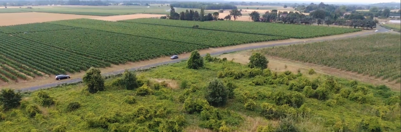 Transferts du vecteur de la flavescence dorée dans les différents compartiments du paysage