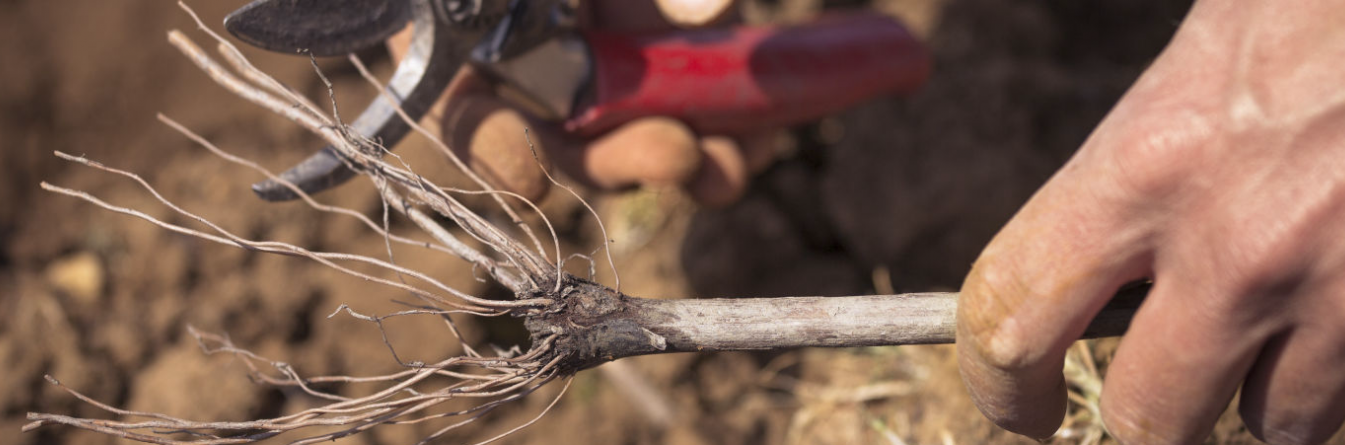 Des racines de 4 à 5 cm pour les plantations à la machine