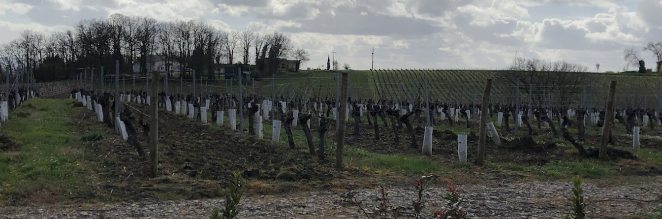 Tour d'horizon des pratiques de complantation dans le vignoble bordelais