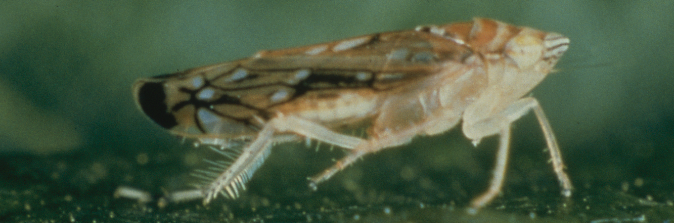 De nouveaux résultats dans la lutte contre la cicadelle de la flavescence dorée