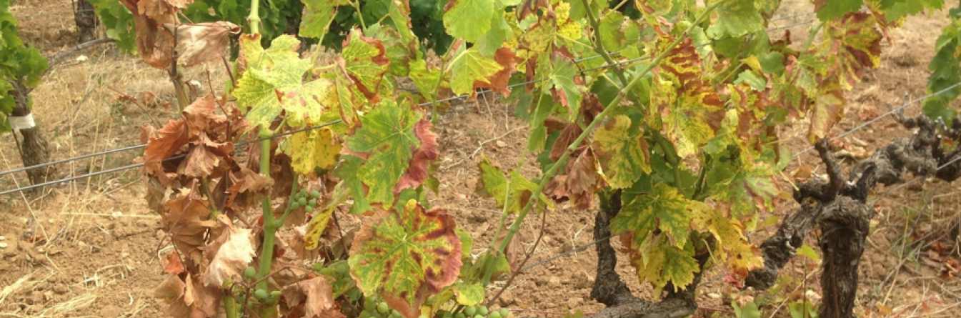 Une nouvelle fiche technique sur le dépérissement du Grenache