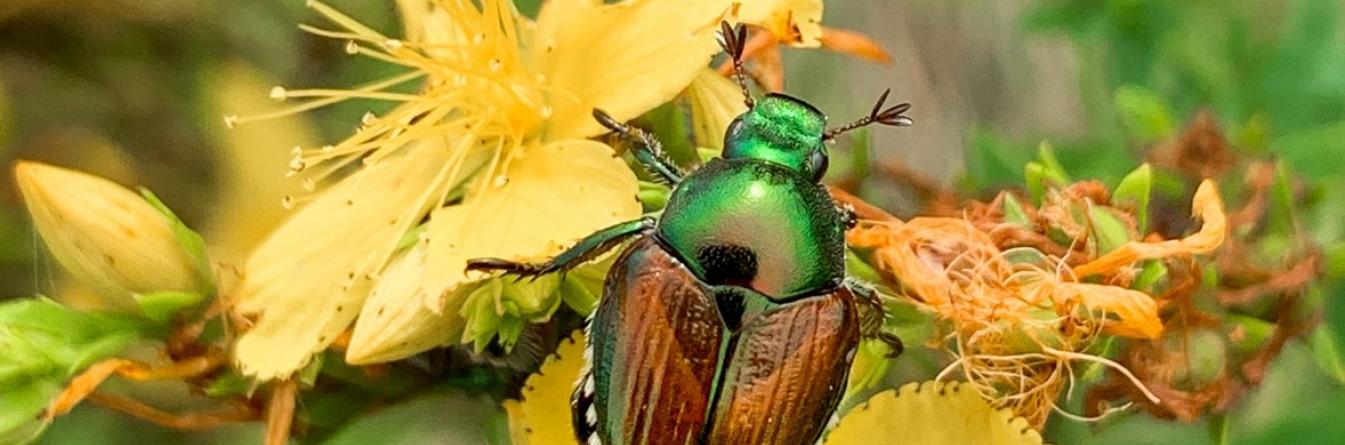 Le scarabée japonais, une menace émergente pour les vignobles européens  