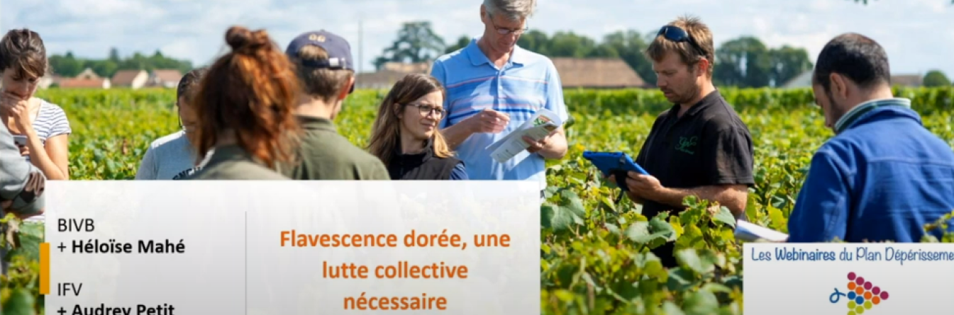 Flavescence dorée, une lutte collective nécessaire 