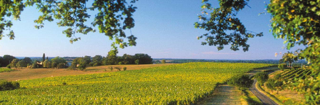 Évolution du climat : quelles conséquences sur la vigne ?