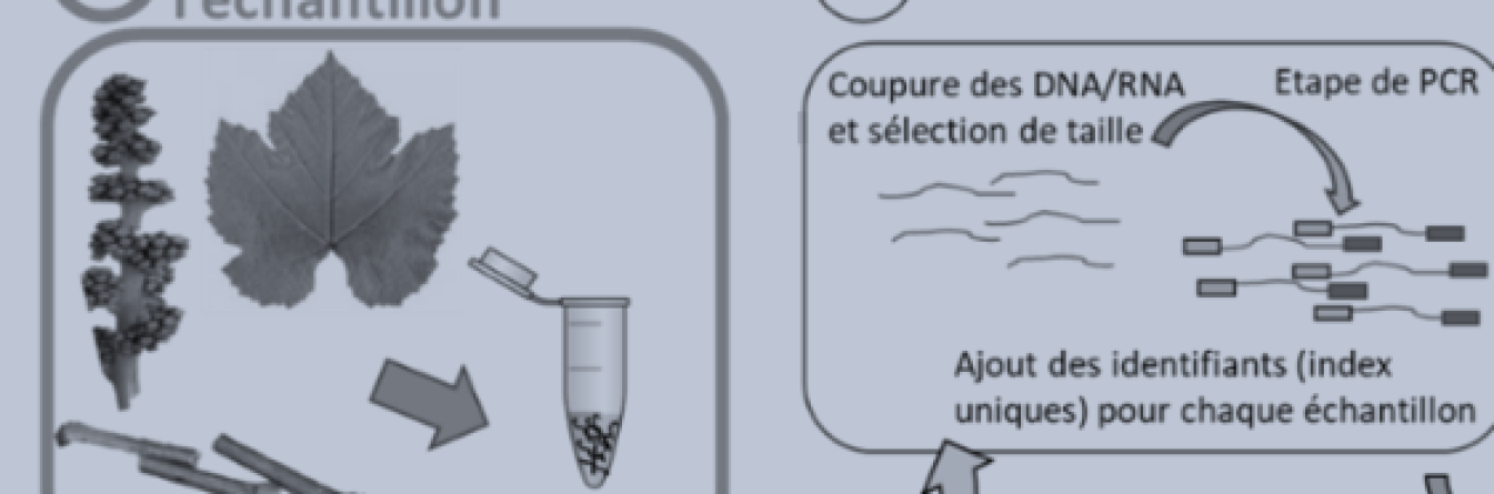 Les techniques de séquençages haut-débit ou HTS