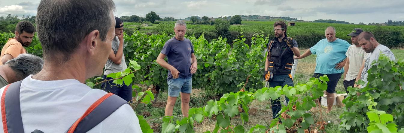 C'est la saison des rdv " Bout de Vignes " en Beaujolais !