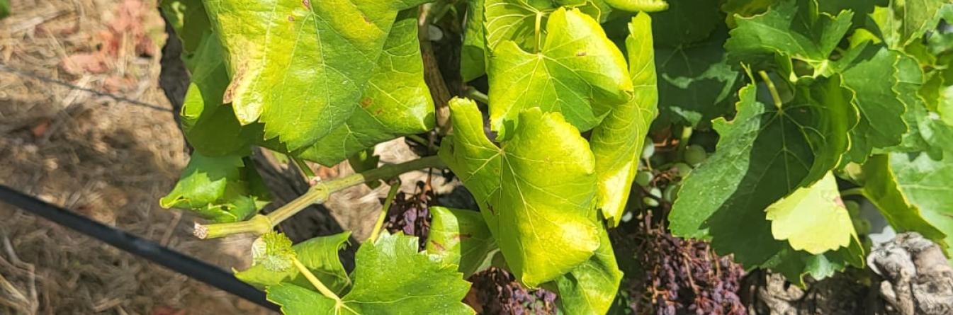 Projet MARKFD : identifier des marqueurs moléculaires pour déterminer plus rapidement la sensibilité à la flavescence dorée