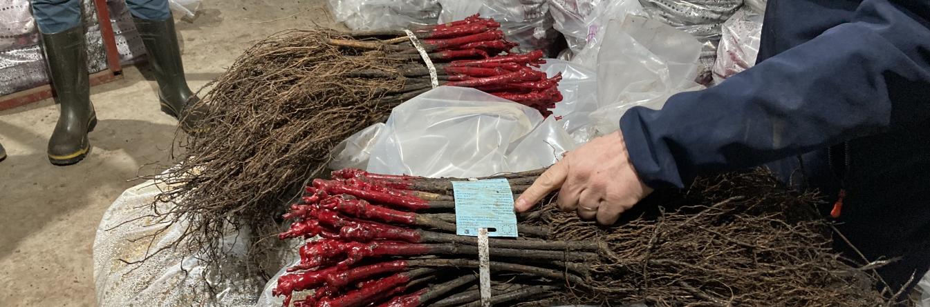 JOURNÉES PÉPINIÈRES : DONNER LES CLÉS POUR BIEN CHOISIR SES PLANTS