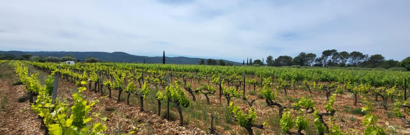 ÉTUDIER LE COURT-NOUÉ EN PROVENCE