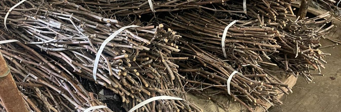 FAIRE LE BON CHOIX DE PLANT :  INDISPENSABLE POUR PREPARER L’AVENIR