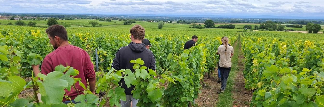 RALLYE COURT-NOUE : RECONNAITRE DES SYMPTOMES DU VIRUS