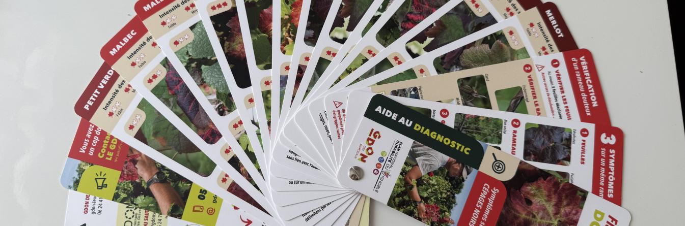 LA BOITE A OUTILS FLAVESCENCE DOREE : RECONNAÎTRE SYMPTOMES ET RAVAGEUR VECTEUR SUR LE TERRAIN