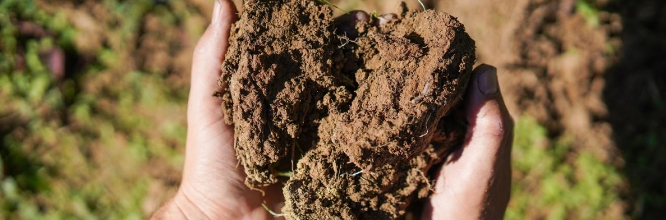 PROJET HOLOVITI : QUAND LES MICROORGANISMES OUVRENT LA PORTE AU DIAGNOSTIC DE LA SANTE DE LA VIGNE ET DE LA PERENNITE DU VIGNOBLE
