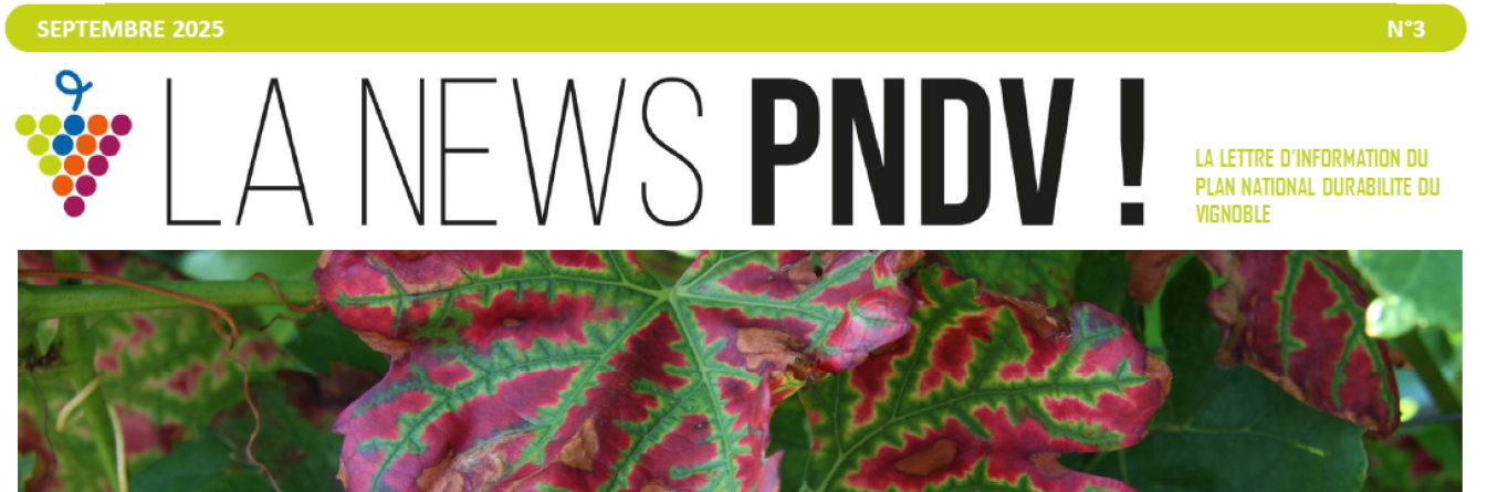 NEWS Septembre 2025 - Les maladies du bois