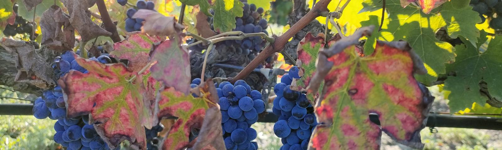 replay webinaire MDB