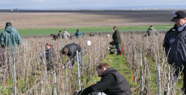 Formation à la taille Corporation des Vignerons de la Champagne