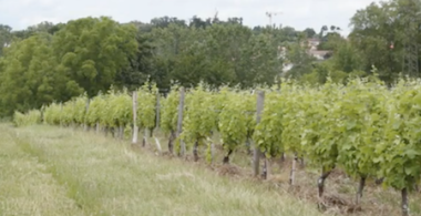 Vignoble du domaine expériemental de Couhins