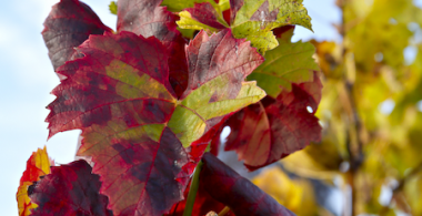 Symptômes Flavescence dorée gamay