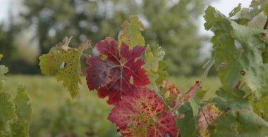 symptômes Flavescence dorée sur cépage rouge